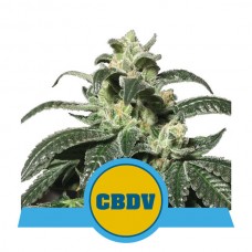 Royal CBDV Auto Feminised Seeds Royal CBDV Auto Feminised Seeds