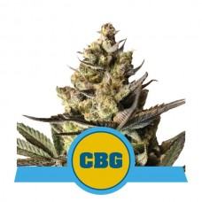 Royal CBG Auto Feminised Seeds Royal CBG Auto Feminised Seeds