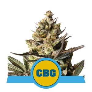 Royal CBG Auto Feminised Seeds