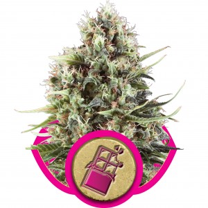 Chocolate Haze Feminised Seeds Chocolate Haze Feminised Seeds