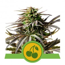 Cherry Pie Auto Feminised Seeds Cherry Pie Auto Feminised Seeds