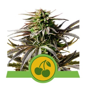 Cherry Pie Auto Feminised Seeds Cherry Pie Auto Feminised Seeds