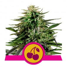 Cherry Pie Feminised Seeds Cherry Pie Feminised Seeds