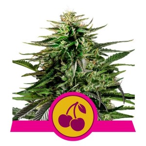 Cherry Pie Feminised Seeds Cherry Pie Feminised Seeds
