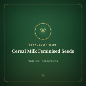 Cereal Milk Feminised Seeds