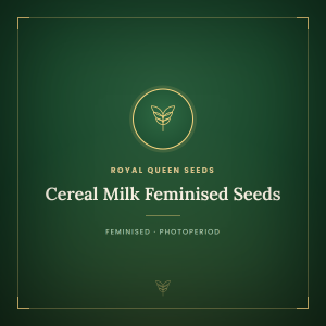 Cereal Milk Feminised Seeds Cereal Milk Feminised Seeds