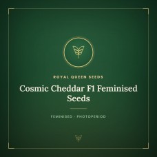 Cosmic Cheddar F1 Feminised Seeds Cosmic Cheddar F1 Feminised Seeds