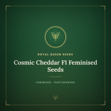 Cosmic Cheddar F1 Feminised Seeds Cosmic Cheddar F1 Feminised Seeds