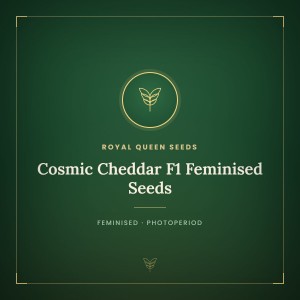 Cosmic Cheddar F1 Feminised Seeds