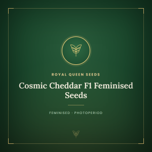 Cosmic Cheddar F1 Feminised Seeds Cosmic Cheddar F1 Feminised Seeds