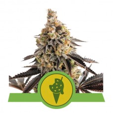 Cookies Gelato Auto Feminised Seeds Cookies Gelato Auto Feminised Seeds