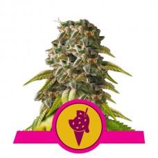Cookies Gelato Feminised Seeds Cookies Gelato Feminised Seeds