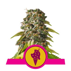 Cookies Gelato Feminised Seeds Cookies Gelato Feminised Seeds