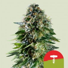 Corkscrew Auto Feminised Seeds Corkscrew Auto Feminised Seeds