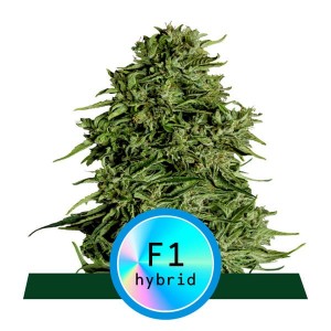 Cosmos F1 CBD Auto Feminised Seeds Cosmos F1 CBD Auto Feminised Seeds