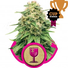 Critical Feminised Seeds Critical Feminised Seeds
