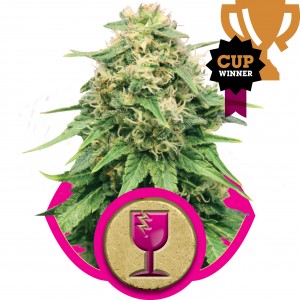Critical Feminised Seeds Critical Feminised Seeds
