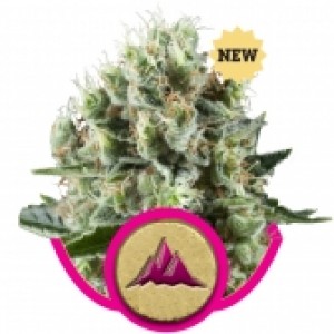 Critical Kush Feminised Seeds Critical Kush Feminised Seeds