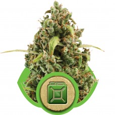 Diesel Auto Feminised Seeds Diesel Auto Feminised Seeds