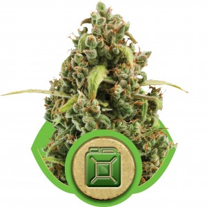 Diesel Auto Feminised Seeds Diesel Auto Feminised Seeds