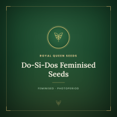 Do-Si-Dos Feminised Seeds Do-Si-Dos Feminised Seeds