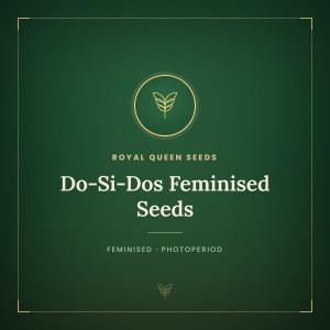 Do-Si-Dos Feminised Seeds