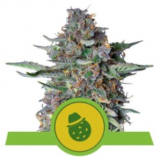 Do-Si-Dos Auto Feminised Seeds Do-Si-Dos Auto Feminised Seeds