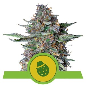 Do-Si-Dos Auto Feminised Seeds Do-Si-Dos Auto Feminised Seeds