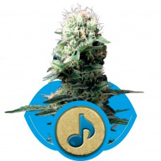 Dance World CBD Feminised Seeds Dance World CBD Feminised Seeds