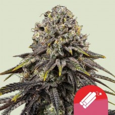 Dynamite Diesel Feminised Seeds Dynamite Diesel Feminised Seeds