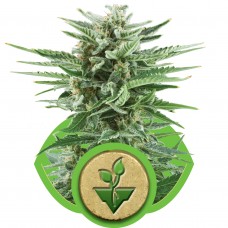 Easy Bud Auto Feminised Seeds Easy Bud Auto Feminised Seeds