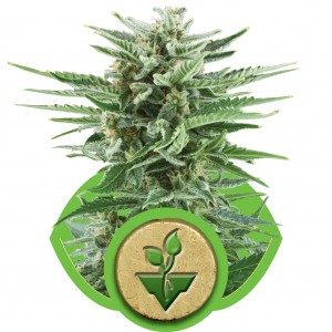 Easy Bud Auto Feminised Seeds Easy Bud Auto Feminised Seeds