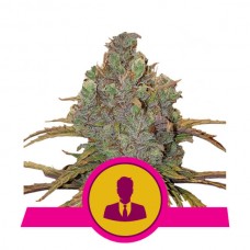 El Patron Feminised Seeds El Patron Feminised Seeds