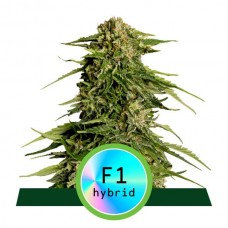 Epsilon F1 Auto Feminised Seeds Epsilon F1 Auto Feminised Seeds