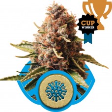 Euphoria CBD Feminised Seeds Euphoria CBD Feminised Seeds