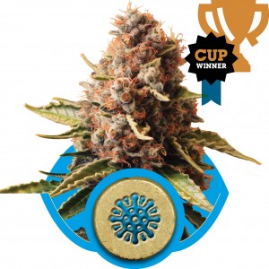 Euphoria CBD Feminised Seeds Euphoria CBD Feminised Seeds