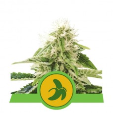 Fat Banana Auto Feminised Seeds Fat Banana Auto Feminised Seeds
