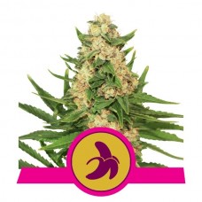Fat Banana Feminised Seeds Fat Banana Feminised Seeds