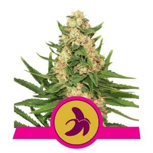 Fat Banana Feminised Seeds Fat Banana Feminised Seeds