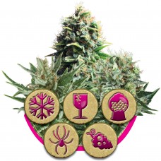 Feminized Mix Feminised Seeds Feminized Mix Feminised Seeds