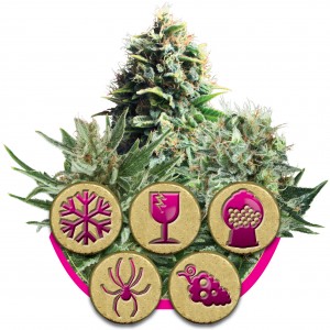 Feminized Mix Feminised Seeds Feminized Mix Feminised Seeds
