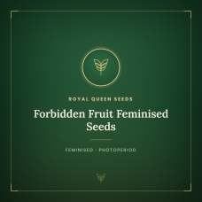 Forbidden Fruit Feminised Seeds Forbidden Fruit Feminised Seeds