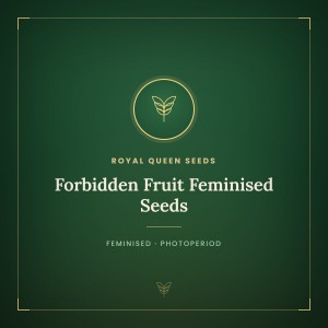 Forbidden Fruit Feminised Seeds