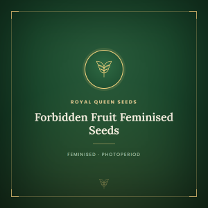 Forbidden Fruit Feminised Seeds Forbidden Fruit Feminised Seeds
