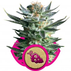 Fruit Spirit Feminised Seeds Fruit Spirit Feminised Seeds