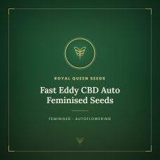 Fast Eddy CBD Auto Feminised Seeds Fast Eddy CBD Auto Feminised Seeds