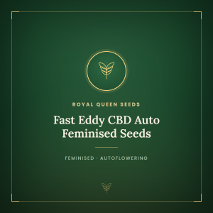 Fast Eddy CBD Auto Feminised Seeds Fast Eddy CBD Auto Feminised Seeds