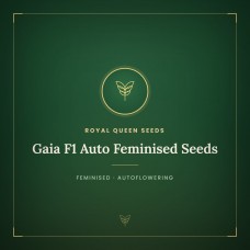 Gaia F1 Auto Feminised Seeds Gaia F1 Auto Feminised Seeds