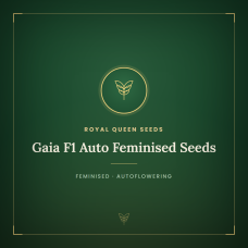 Gaia F1 Auto Feminised Seeds Gaia F1 Auto Feminised Seeds