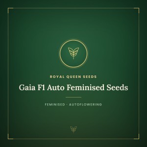 Gaia F1 Auto Feminised Seeds